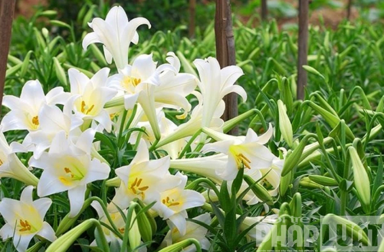 Cám cảnh "hoa cười người khóc" vì dịch Covid-19