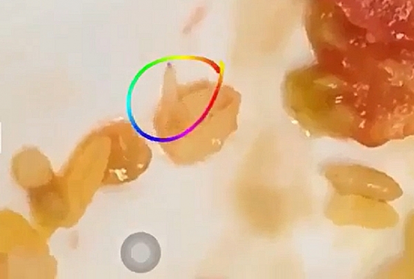 tp hcm se phat nguoi don vi cung cap suat an co gioi o truong quoc te