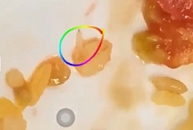 TP HCM: Sẽ “phạt nguội” đơn vị cung cấp suất ăn có giòi ở trường quốc tế?