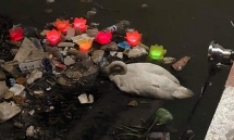 Thiên nga trên sông Tam Bạc bị ngất do say nắng