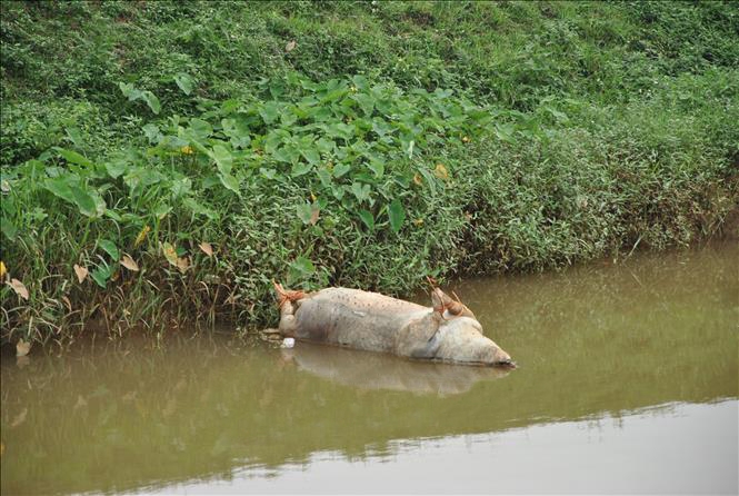 Bắc Giang lại phát hiện xác lợn chết bị vứt ra môi trường
