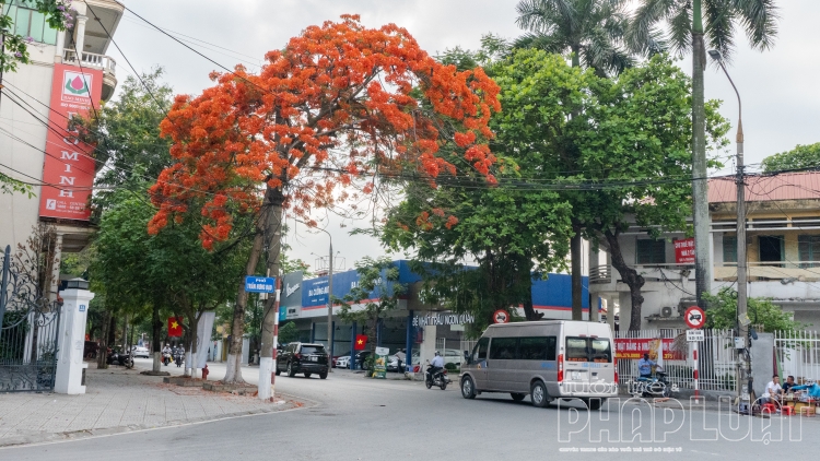 Hải Phòng: Nhanh chóng kiểm tra, rà soát và xử lý cây xanh nguy hiểm
