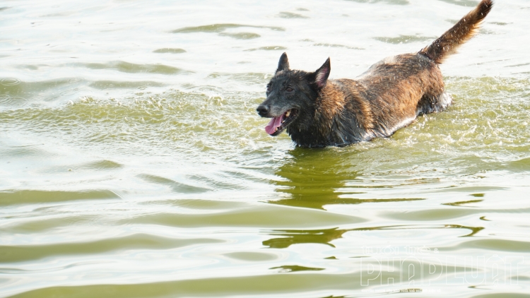 Dân Hà Nội tắm cùng chó cưng ở Hồ Tây dan ha noi tam cung cho cung o ho tay