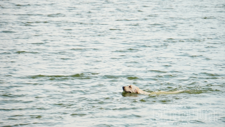 Dân Hà Nội tắm cùng chó cưng ở Hồ Tây dan ha noi tam cung cho cung o ho tay