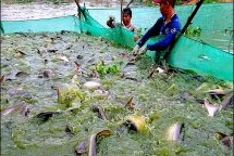 nuoi 100 tan ca tra bang mi tom long ga lai gan ty dong moi nam