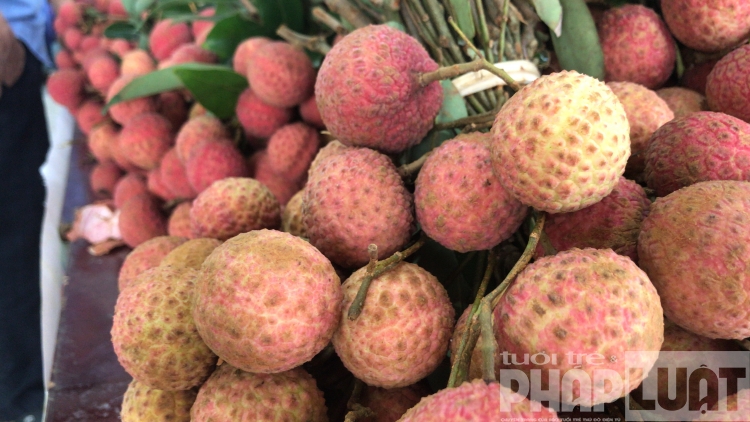 Khai mạc sự kiện “Tuần lễ Vải thiều Lục Ngạn” tại Hà Nội năm 2019