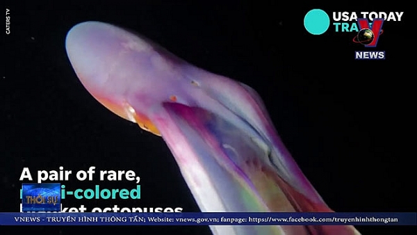 Độc đáo bạch tuộc cầu vồng hiếm ở Philipines doc dao bach tuoc cau vong hiem o philipines