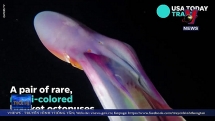 Độc đáo bạch tuộc cầu vồng hiếm ở Philipines