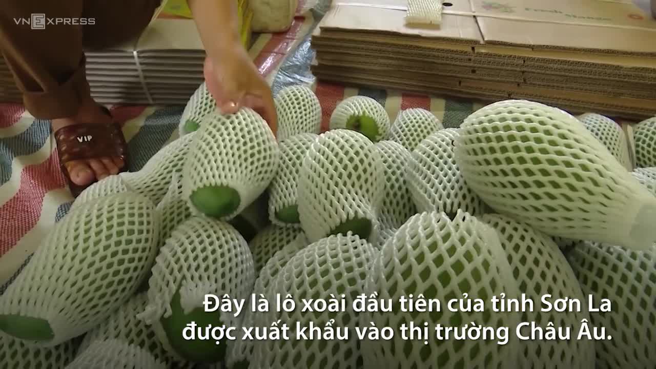 Sơn La lần đầu xuất khẩu xoài sang Anh