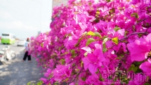 Cây cầu hoa giấy thơ mộng bên khu đô thị Ecopark