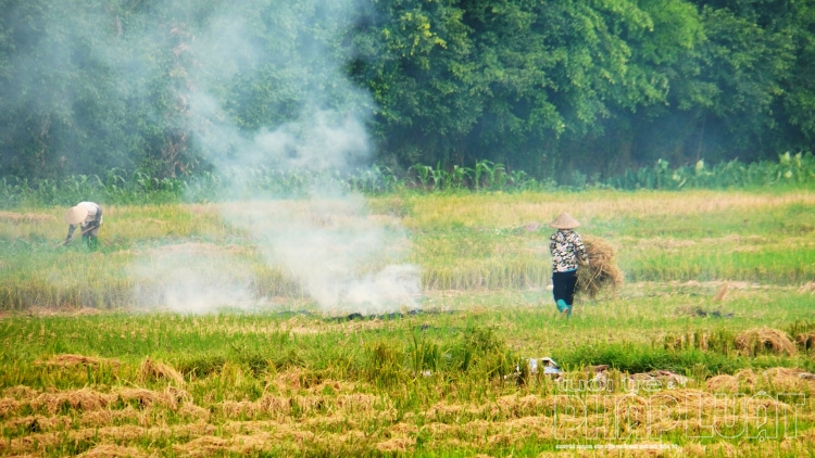 khoi mu mit sau vu thu hoach lua o ngoai thanh