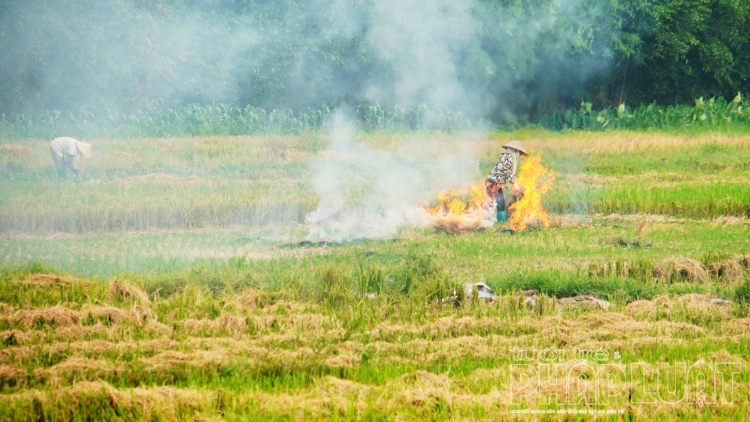 khoi mu mit sau vu thu hoach lua o ngoai thanh