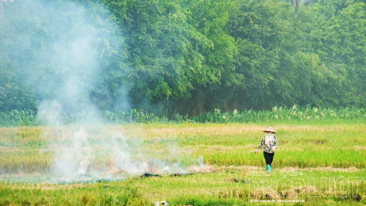 khoi mu mit sau vu thu hoach lua o ngoai thanh