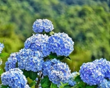 Hoa Cẩm tú cầu khoe sắc trên đỉnh Mẫu Sơn