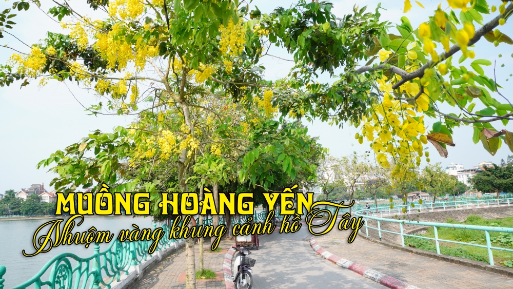 Muồng Hoàng Yến nhuộm vàng khung cảnh hồ Tây
