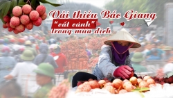 Để vải thiều Bắc Giang "cất cánh" trong mùa dịch