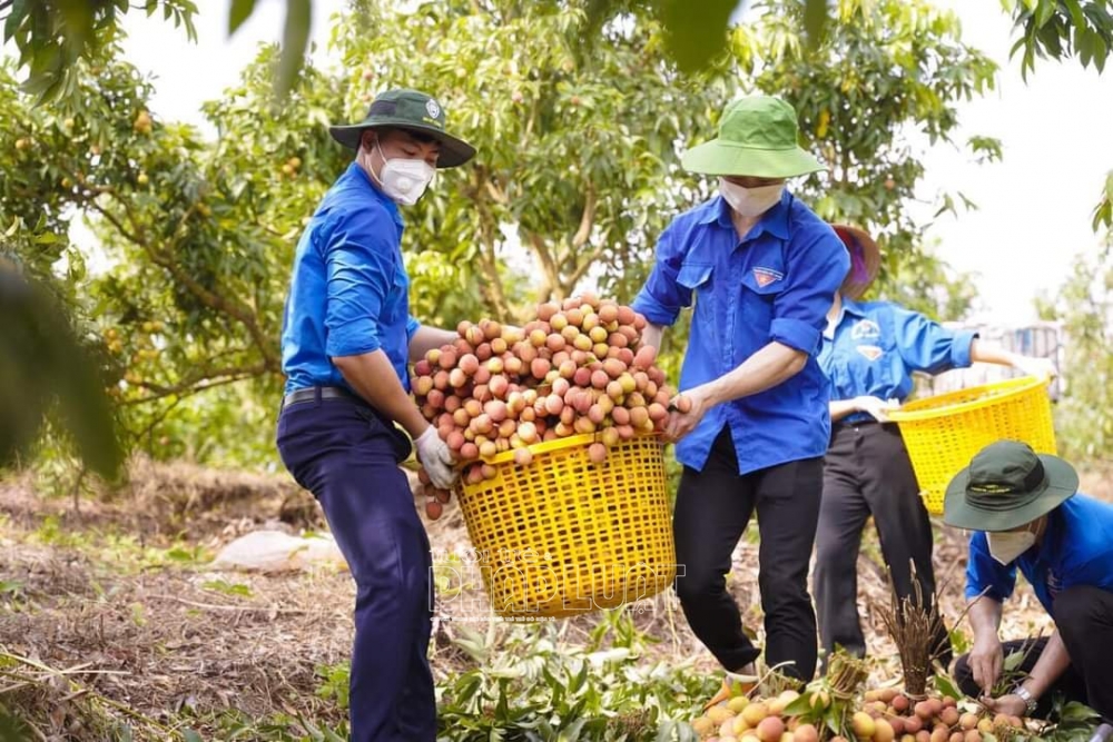 Bài 3: Tạo “làn xanh” cho vải thiều cất cánh