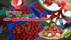 bai 3 tao lan xanh cho vai thieu cat canh