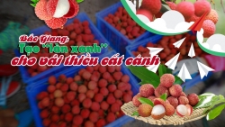 Bài 3: Tạo “làn xanh” cho vải thiều cất cánh