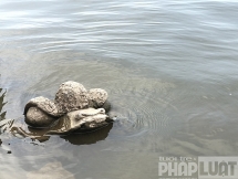 Nước Hồ Tây đổi màu sau 2 tháng thí điểm công nghệ làm sạch của Nhật Bản