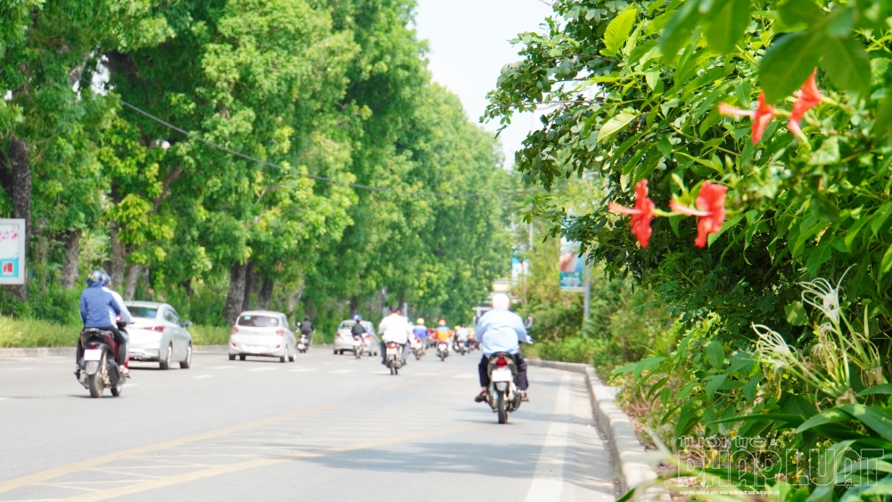 Phượng tím - đặc sản Đà Lạt trổ bông bên bờ sông Tô Lịch