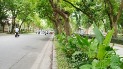 phat trien so luong cay xanh theo chieu sau trong do thi hien dai