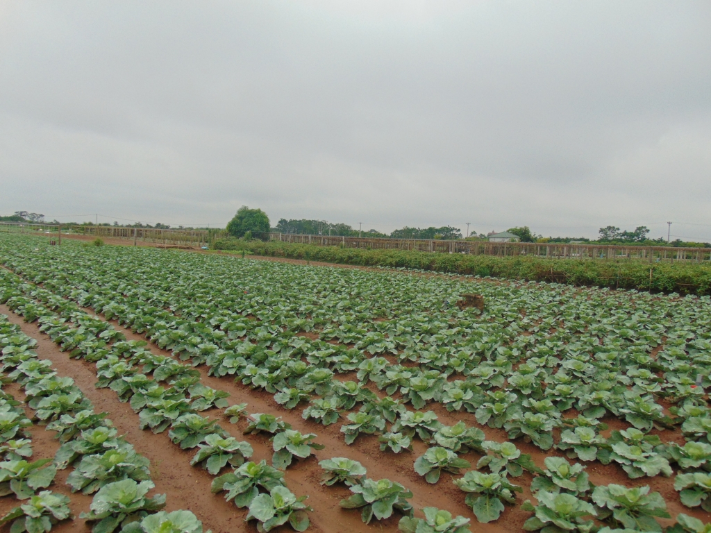 Hà Nội khuyến khích hình thành các vùng sản xuất nông nghiệp chuyên canh