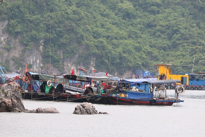 Hơn 20 nghìn tàu bè ở Quảng Ninh được neo đậu tránh bão Wipha