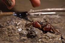 Lội bùn bắt còng lửa lúc nửa đêm ở TP HCM