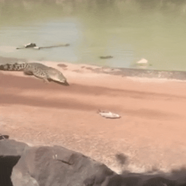 Cá sấu đột ngột lao lên bờ, cướp lấy cá của ngư dân