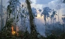 Hậu quả nếu rừng mưa Amazon bị phá hủy hoàn toàn