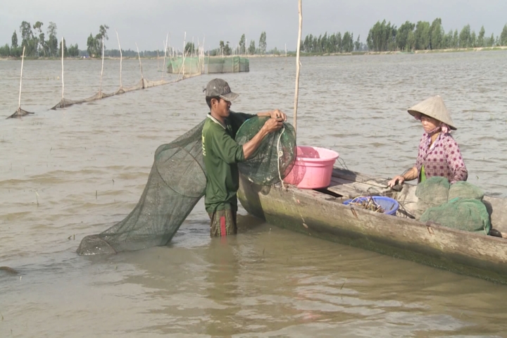 Lũ chưa về, nông dân mất mùa tôm cá ở An Giang