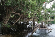 Cây si cổ thụ mọc 100 thân