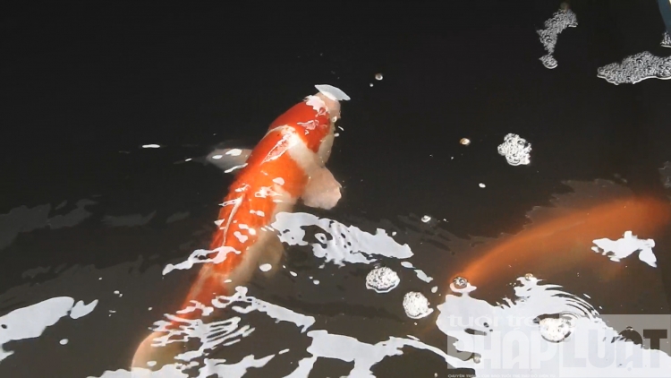 Cận cảnh đàn cá Koi Nhật Bản sau 2 ngày thả tại sông Tô Lịch