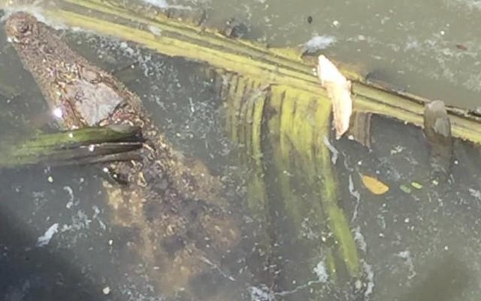 TP Hồ Chí Minh: Cảnh báo có cá sấu trên sông Sài Gòn