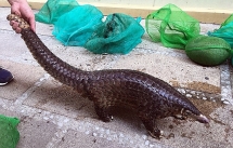 5 con tê tê Java bị vận chuyển trái phép