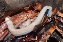 Đặc sản sâu gỗ trong thân cây chết của người Philippines