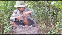 Đặt rập bắt chuột đồng trên vuông tôm