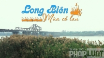 Mùa cỏ lau bên cầu Long Biên lịch sử