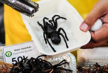 Món ăn từ côn trùng thu hút thực khách Sài Gòn