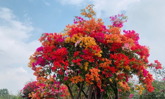 Hoa giấy ngũ sắc giá hơn 100 triệu mỗi cây