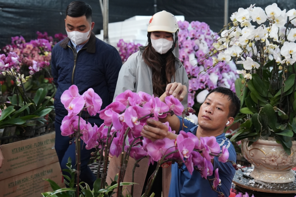 Thợ cắm hoa đang tất bật ghép lan hồ điệp Tết