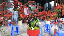 Đào đông đỏ hút khách Thủ đô dịp Tết Ất Tỵ 2025