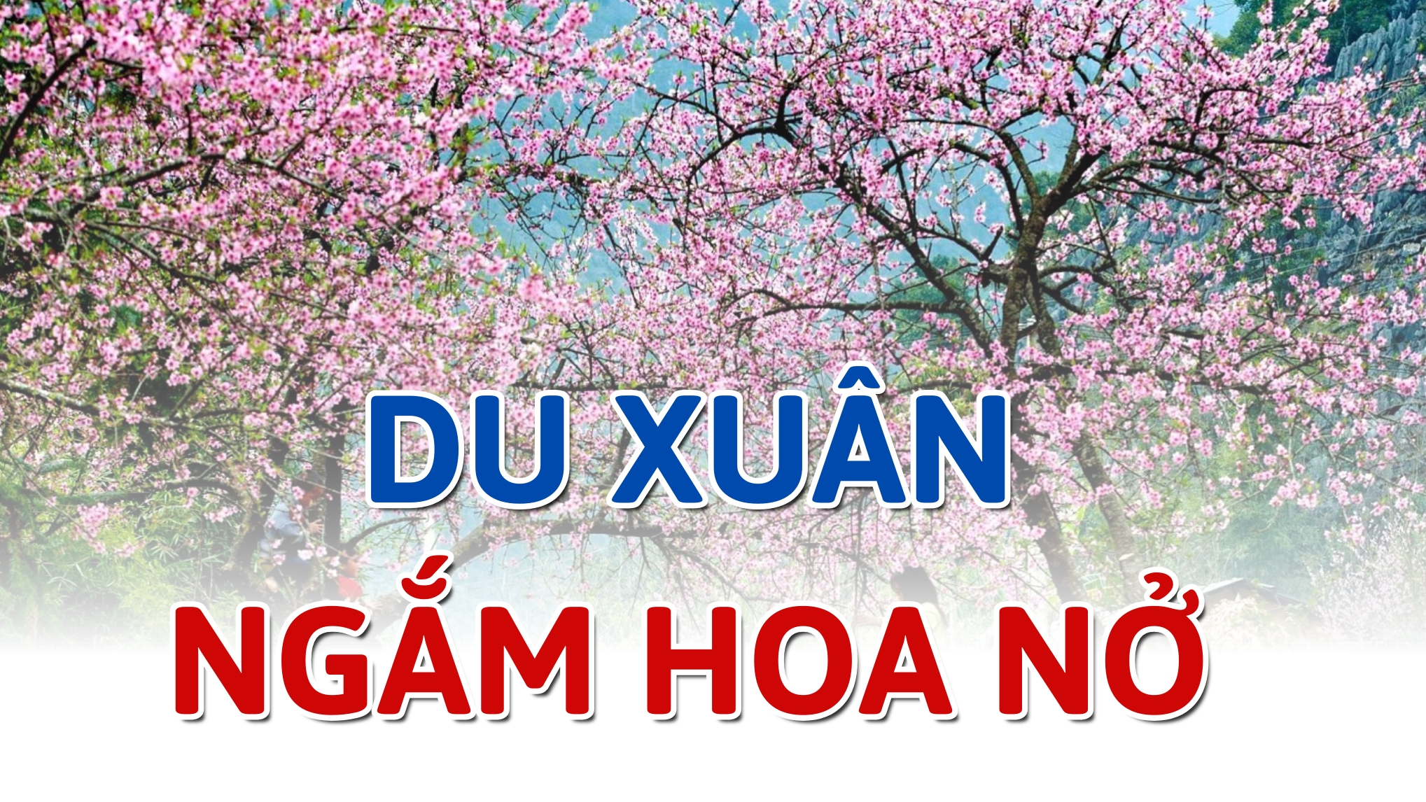 Những điểm du xuân ngắm hoa nở