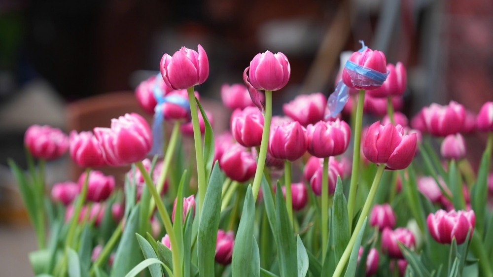 Thị trường hoa tulip tăng nhiệt trước ngày lễ Tình nhân