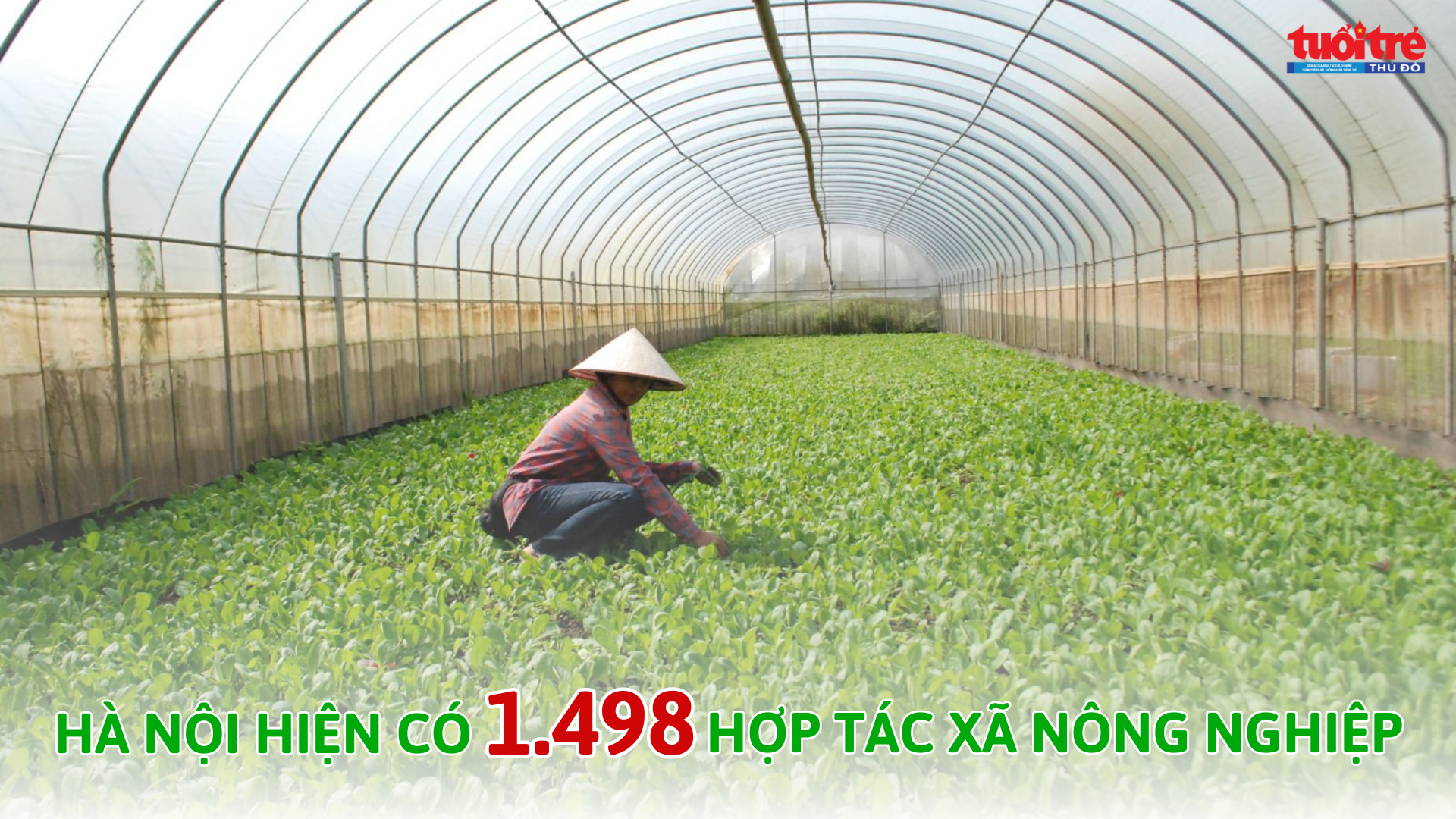 Hà Nội có 1.498 hợp tác xã nông nghiệp