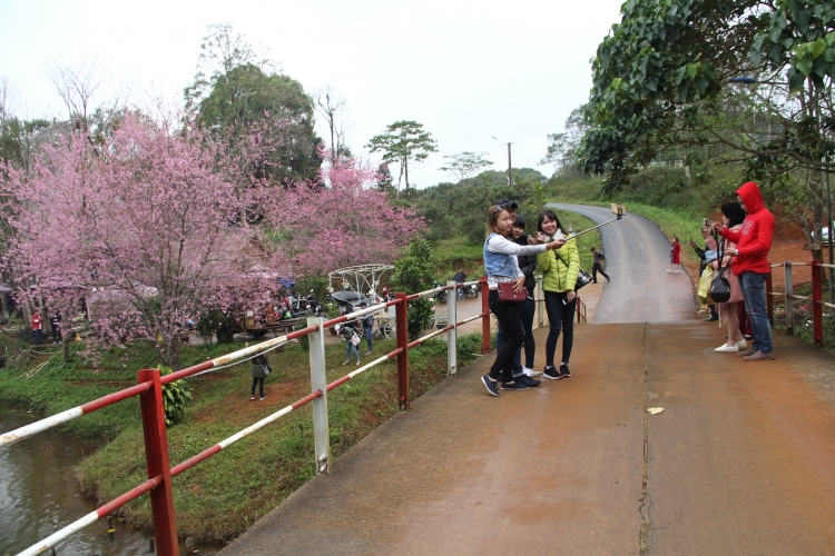 man nhan voi hoa mai anh dao nhuom hong xu so da lat 2