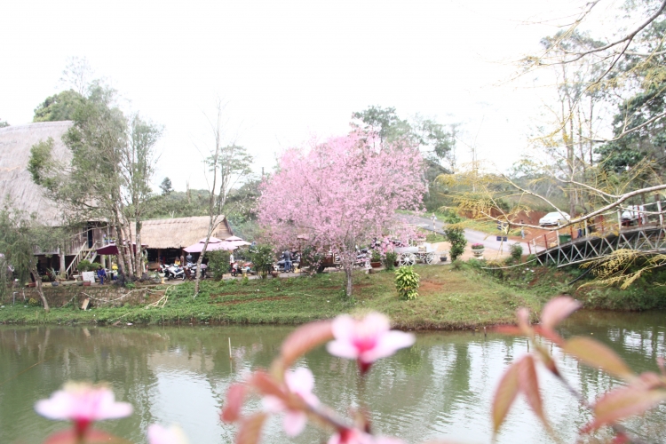 man nhan voi hoa mai anh dao nhuom hong xu so da lat 2