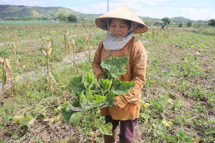 can tet dan khoc rong vi 100ha bi do mat mua