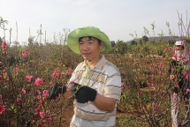 Những nông dân mang “sắc đào” Bắc vào vùng đất đỏ bazan